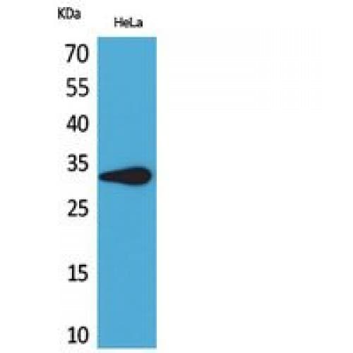 LILRA5 Antibody (141-190 aa, Internal)