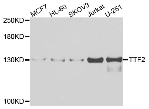 TTF2 / HuF2 Antibody