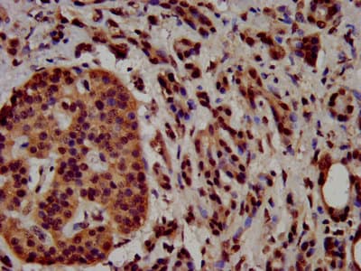 HIST1H3A Antibody