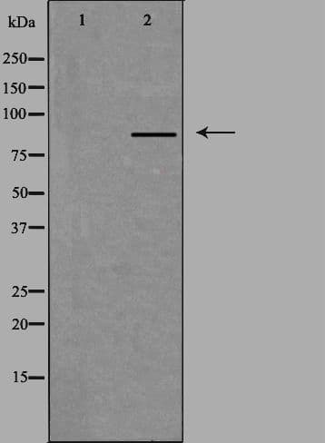 MARK1 / MARK Antibody
