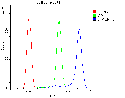 Properdin / CFP Antibody