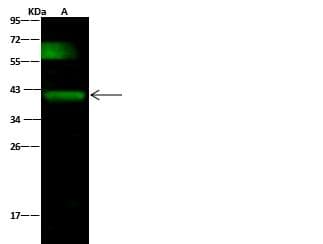 PDPN / Podoplanin Antibody (Preservative Free)