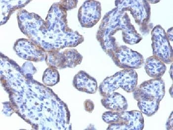 Monoclonal Mouse anti-Human PLIN2 / ADFP / Adipophilin Antibody (clone ADFP/1493, Azide-free,BSA-free, IHC, IF)