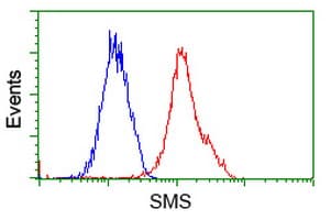 SMS / Spermine Synthase Antibody (clone OTI 5F9, Carrier-free)