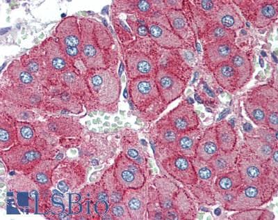 IHC-plus™ BST2 Antibody
