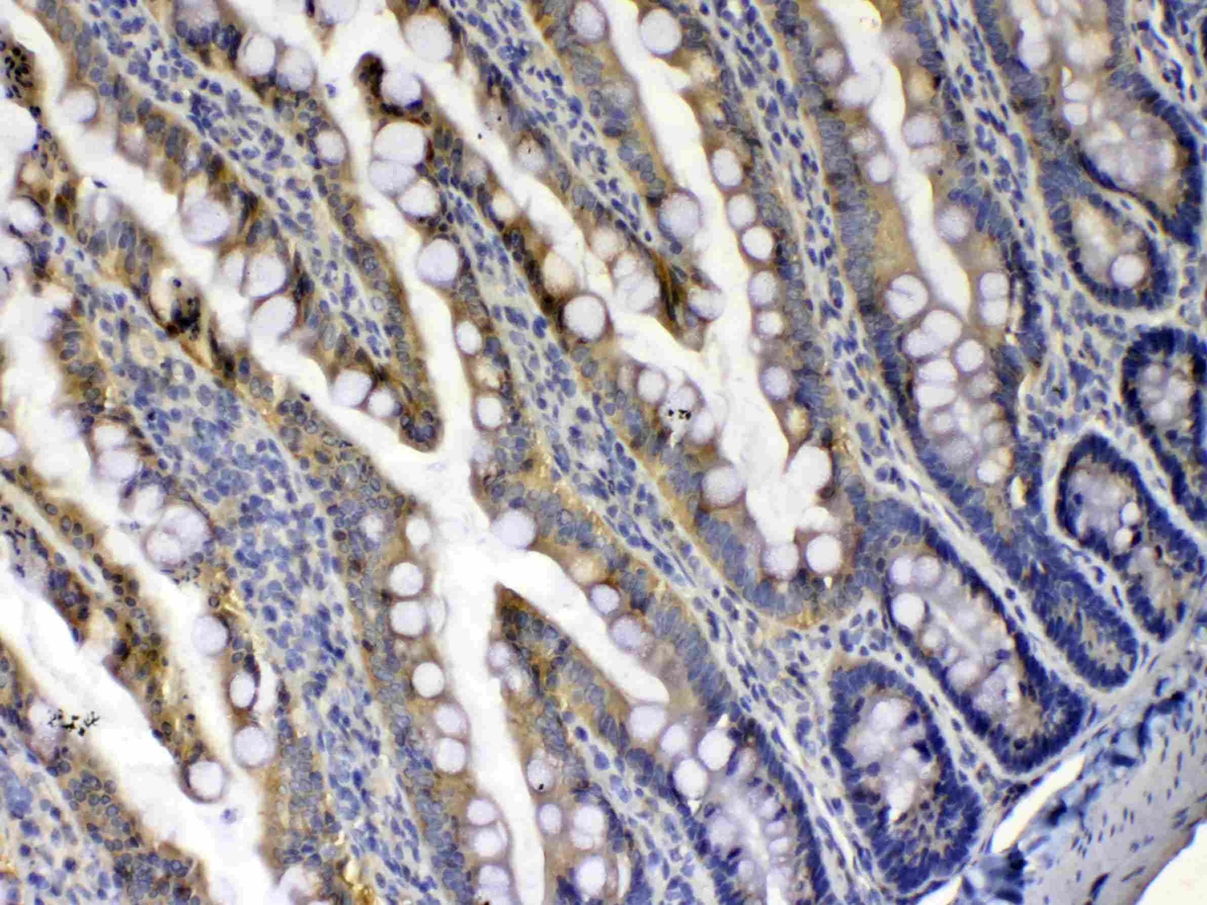 XDH / Xanthine Oxidase Antibody