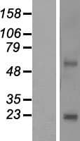 Human NKAIN4 / C20orf58 Protein (Over-Expression Lysate Myc-DDK (Flag))