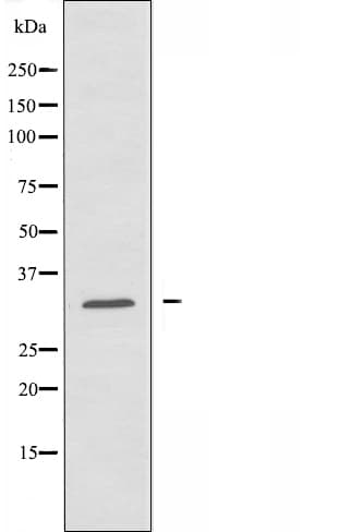 AIG1 Antibody