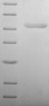 Human RNF212 Protein (Recombinant GST, N-terminus)