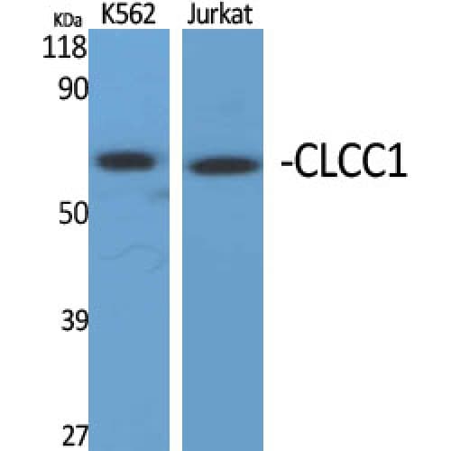 Polyclonal Rabbit anti-Human CLCC1 Antibody (360-440 aa, Internal, IF, WB)