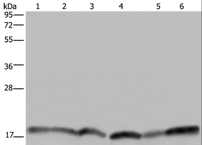 RHEB Antibody