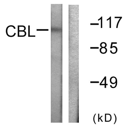 c-CBL Antibody (aa740-789)