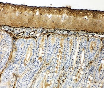 HSPA1A Antibody (aa577-596)