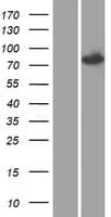 SETMAR Protein (Over-Expression Lysate Myc-DDK (Flag))