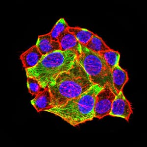 Monoclonal Mouse anti-Human ATG3 Antibody (clone 7A1D1, IHC, WB)