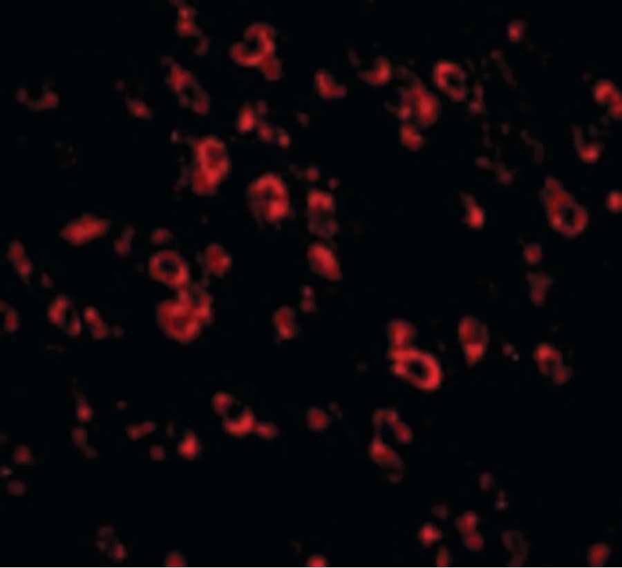 PCDH18 Antibody