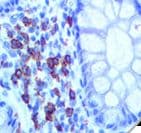 CD6 Antibody