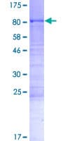 Human CWC25 Protein (Recombinant GST)