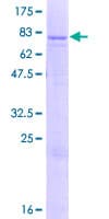Human ATP5A1 / ATP Synthase Alpha Protein (Recombinant GST)