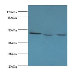 PELI1 / Pellino 1 Antibody (aa1-250)