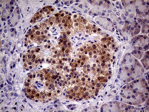 PCMT1 Antibody (aa60-285, clone OTI4A4, Carrier-free)