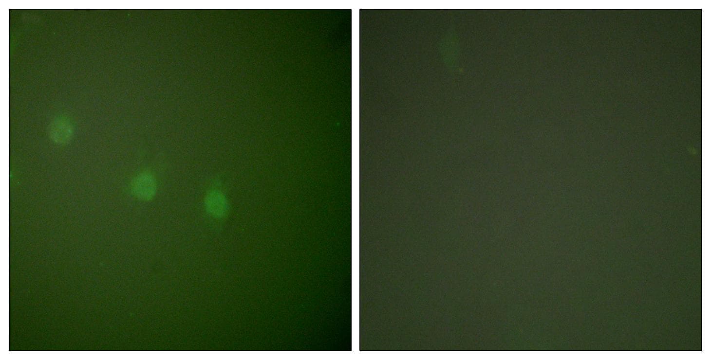 POU2F2 / OCT2 Antibody