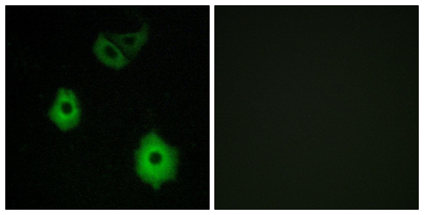Polyclonal Rabbit anti-Human OR5H6 Antibody (IF, WB)