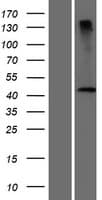 DCAF4L2 Protein (Over-Expression Lysate Myc-DDK (Flag))
