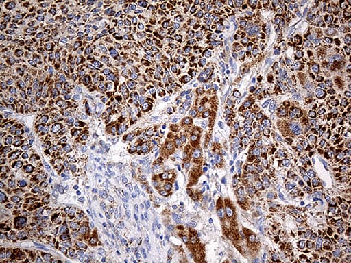 COX17 Antibody (aa2-63, clone OTI7H5)