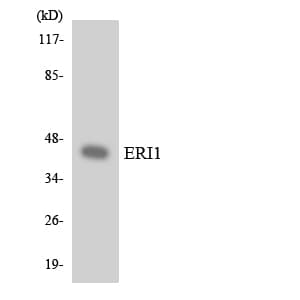 ERI1 / HEXO Antibody (aa249-298)