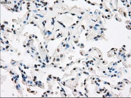 XRCC4 Antibody (clone OTI4H9)