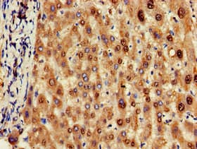 OLFML3 Antibody