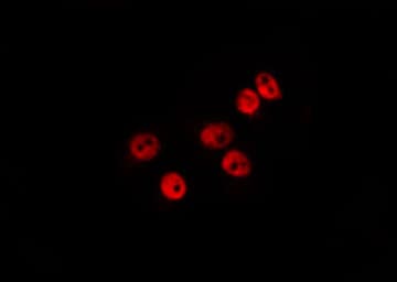 MDFI / I-MF Antibody