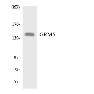 Polyclonal Rabbit anti-Human GRM5 / MGLUR5 Antibody (aa7-56, WB)