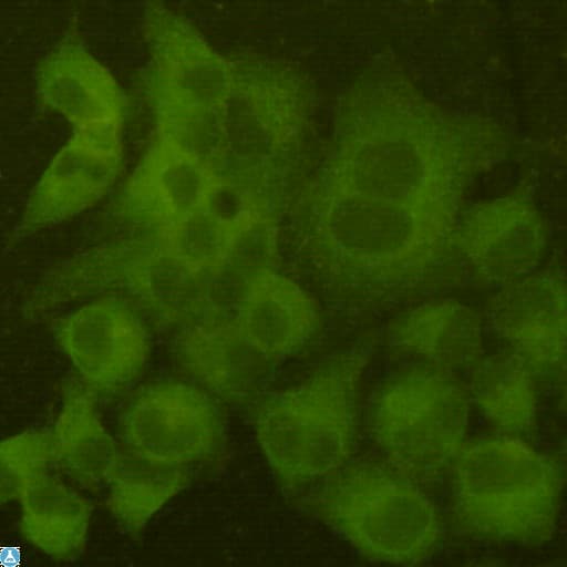 MAP2 Antibody
