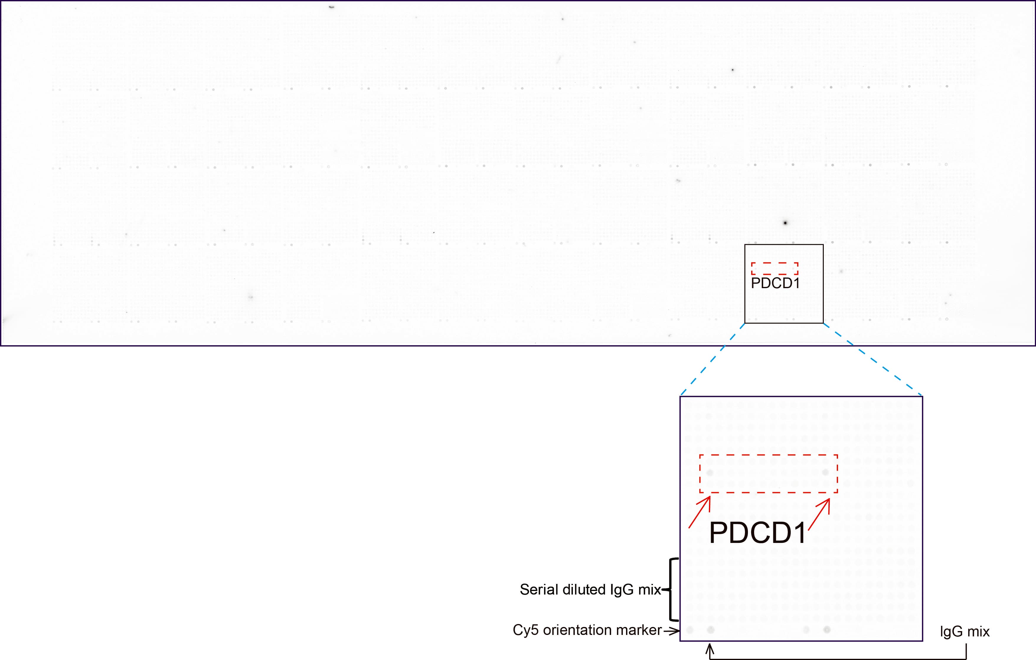 PDCD1 / CD279 / PD-1 Antibody (clone UMAB222)