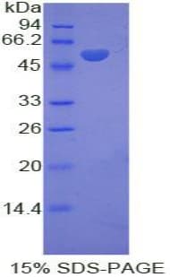 Rat Kinesin 5A / KIF5A Protein (Recombinant His-GST)