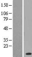 CHURC1 Protein (Over-Expression Lysate Myc-DDK (Flag))