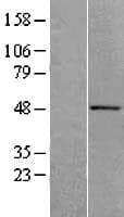 ACTR10 Protein (Over-Expression Lysate Myc-DDK (Flag))