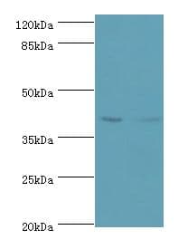 CD46 Antibody (FITC)