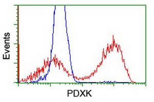 PDXK / PNK Antibody (clone OTI5H5)