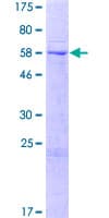 Human TMCO7 Protein (Recombinant GST)