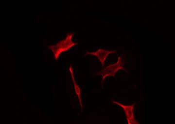 OR2M7 Antibody