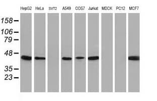 ARFGAP1 Antibody (clone OTI2C5)
