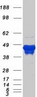 Human GFAP Protein (Recombinant Myc-DDK (Flag))