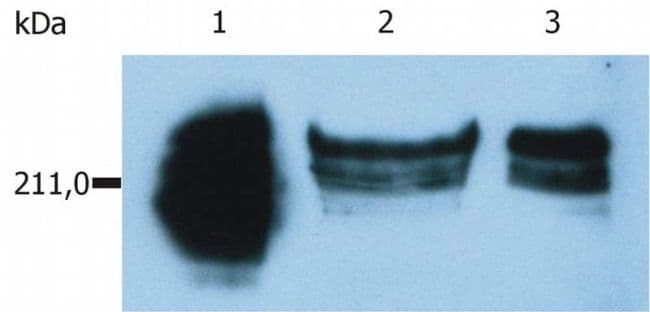 CD45RA Antibody (clone MEM-56)