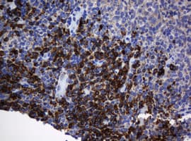 SRPRB Antibody (clone OTI2D4, Carrier-free)