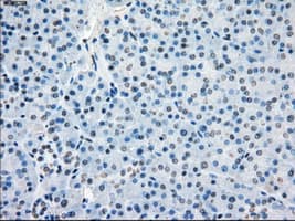 BUB1B / BubR1 Antibody (clone OTI3D9)