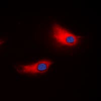 ATP1A1 Antibody (N-Terminus)
