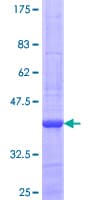 Human NDUFB4 / B15 Protein (Recombinant GST)